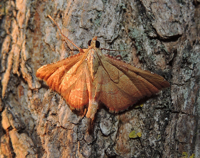 Endotricha flammealis Pyralidae